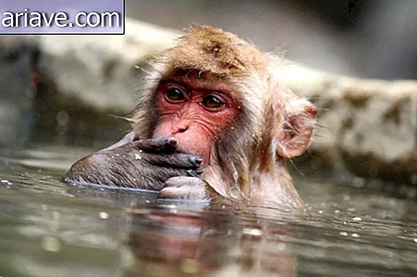 Japánban van egy fürdőpark a majmok fürdésére [galéria]