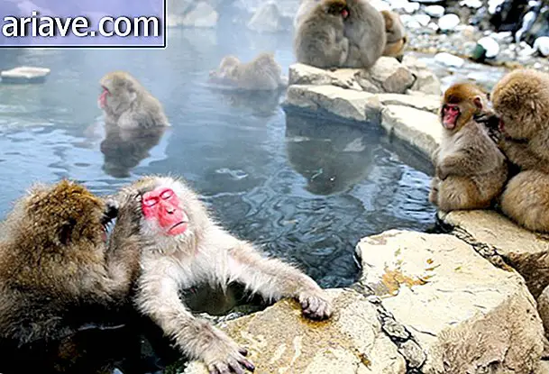 जापान में, बंदरों को स्नान करने के लिए एक स्पा पार्क है [गैलरी]
