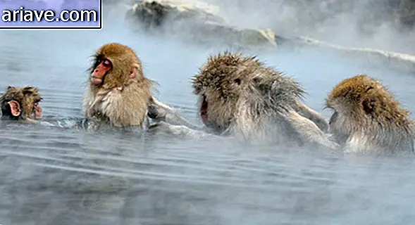 Au Japon, il existe un parc thermal pour permettre aux singes de se baigner [galerie]