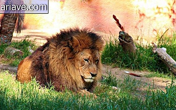 Lion au zoo