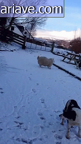 बर्फ में खेलती भेड़