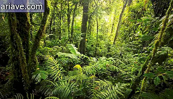 Costa Ricanischer Wald