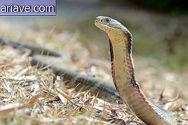 Serpent royal