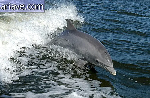 Skákanie delfínov