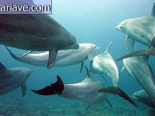 Skupina delfínov