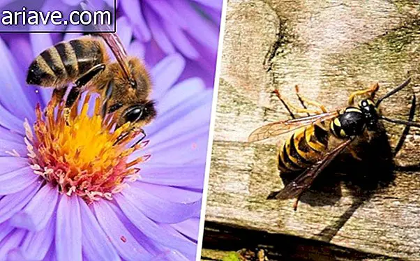 Albină și viespe