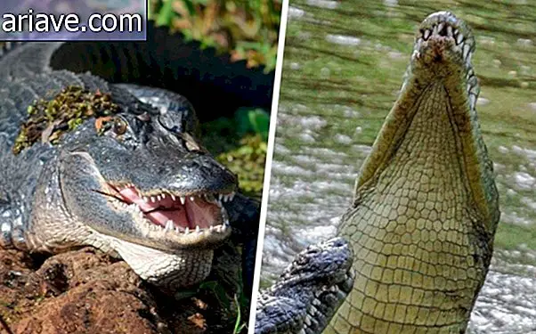 Aligator in krokodil