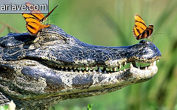 Perhoset ja alligaattori