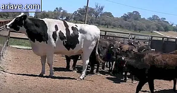 Giant ox