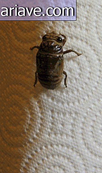 Cicada käy läpi eclise