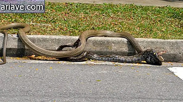 Python X naja: duell mellom slanger viraliserer på internett [video]