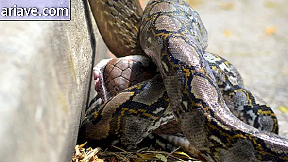 Питхон Кс наја: двобој између змија вирализира се на интернету [видео]
