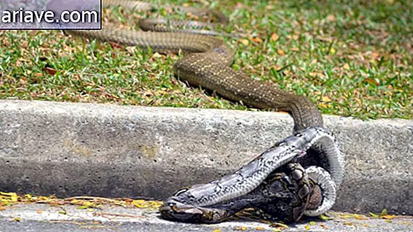 Python X naja: duel di antara ular dinyalakan di internet [video]