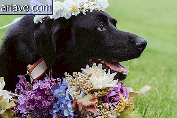 Dog se aseguró de ir a su propia boda antes de morir