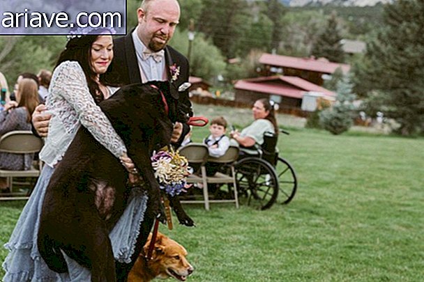 Dog se aseguró de ir a su propia boda antes de morir