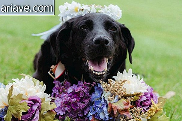 Con chó chắc chắn đi đến đám cưới của chính mình trước khi chết