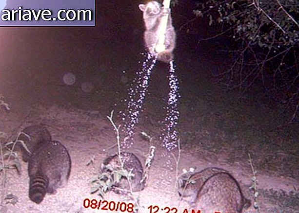 Raccoons ăn cắp thực phẩm