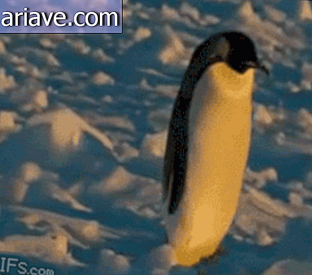Один возле пингвина