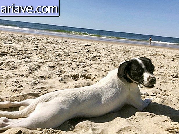 समुद्र तट पर कुत्ता