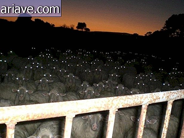 रात में भेड़