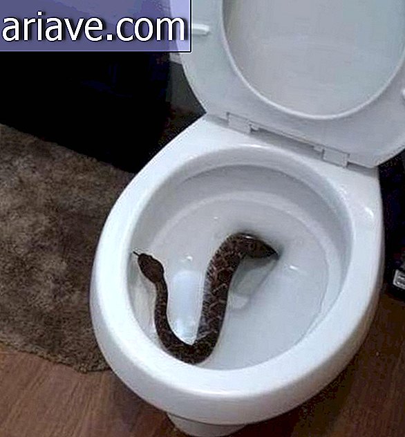 Had na záchode