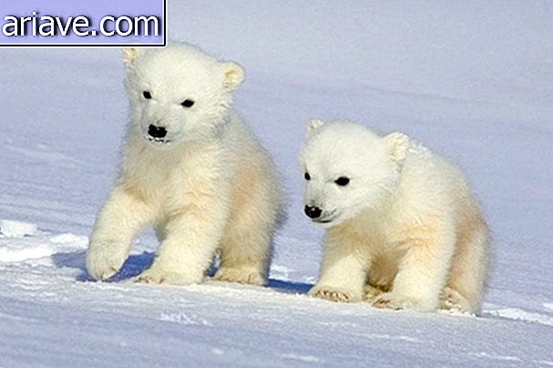Mga bear na polar