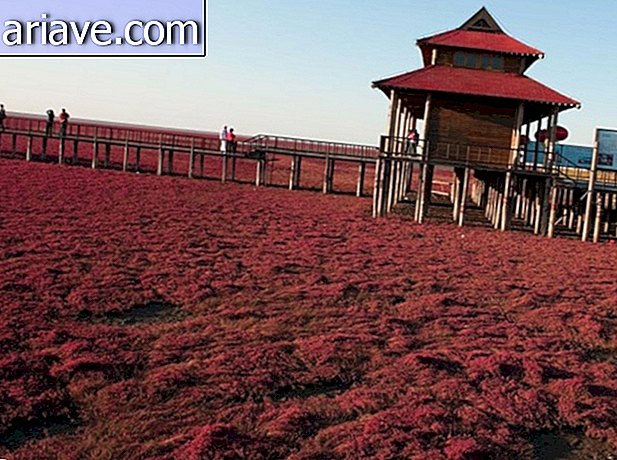 This place in China is making a big hit because of its color
