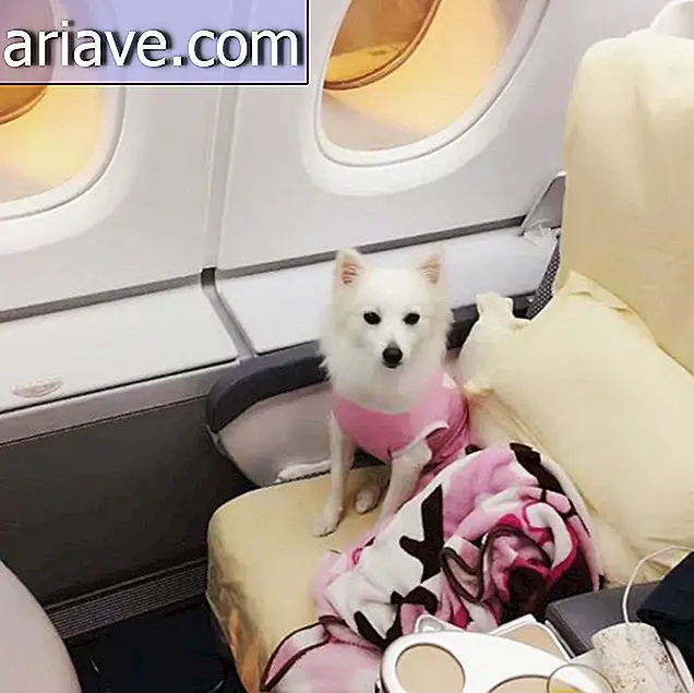 Chó trên máy bay