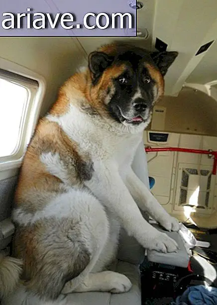 Chó trên máy bay