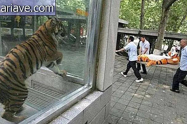 Tigre en el zoológico