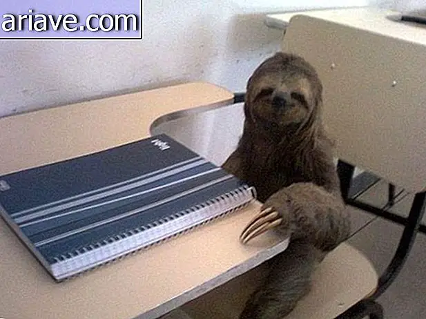 Sloth di sekolah