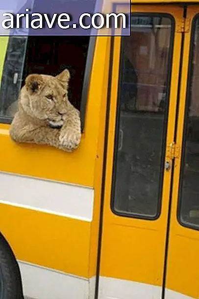 Löwin mit dem Bus