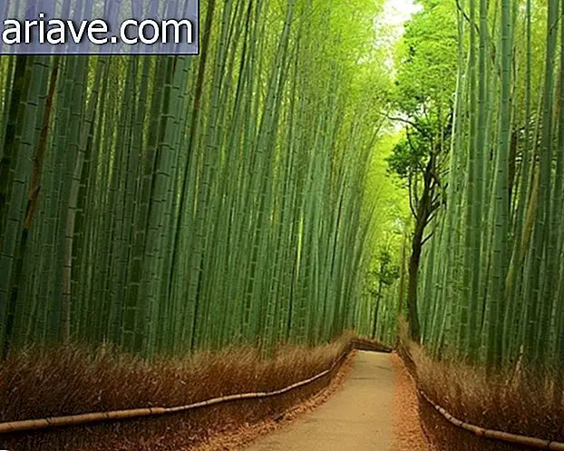 Sentier à travers le bambou