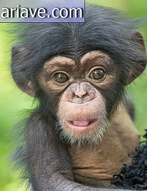चिंपांज़ी