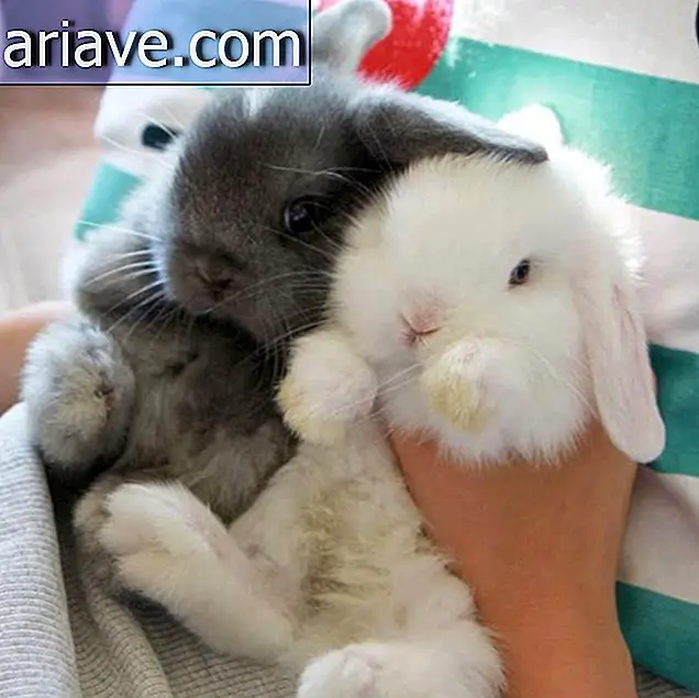 Cuteness overdosering: Kast regnbuen med disse dejlige kaniner
