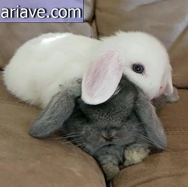Predoziranje s simpatičnostjo: Vrzi mavrico s temi lepimi zajčki