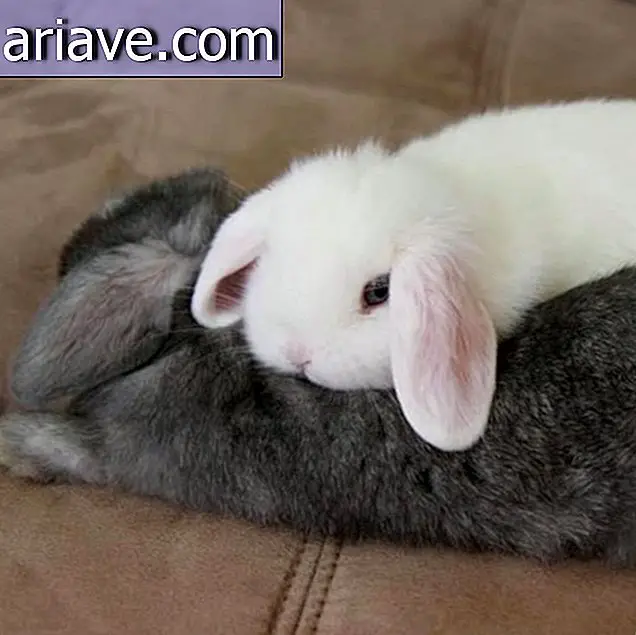 Cuteness overdosering: Kast regnbuen med disse dejlige kaniner