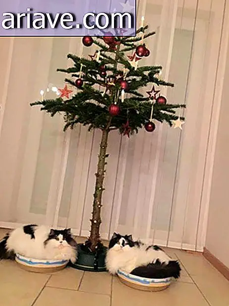 Kerstmis en huisdieren