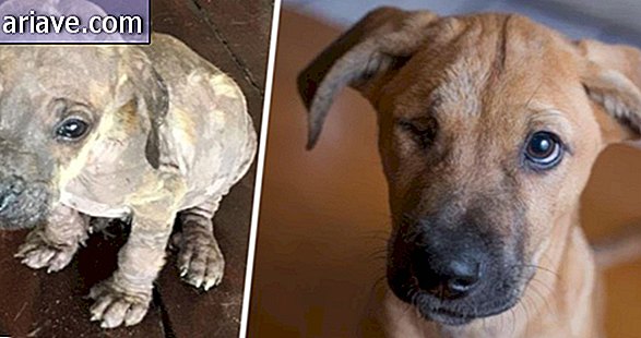 Spennende! 20 før og etter noen hunder som ble adoptert