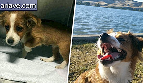 Interesant! 20 înainte și după unii câini care au fost adoptați