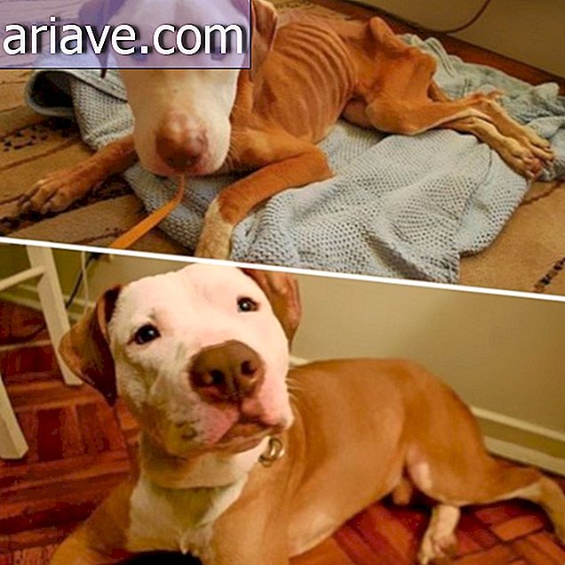Põnev! 20 enne ja pärast mõnda adopteeritud koera