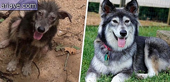 Spennende! 20 før og etter noen hunder som ble adoptert
