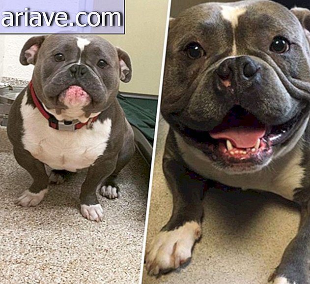Emocionante! 20 antes y después de algunos perros que fueron adoptados
