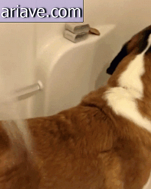 Hund i badekaret