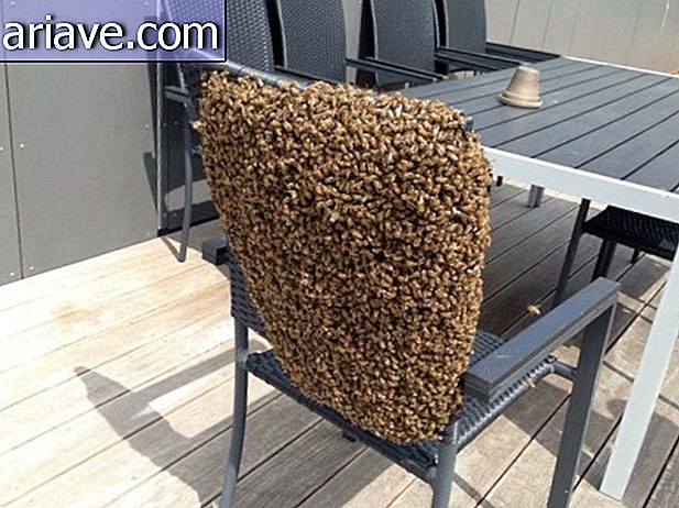 मधुमक्खियों