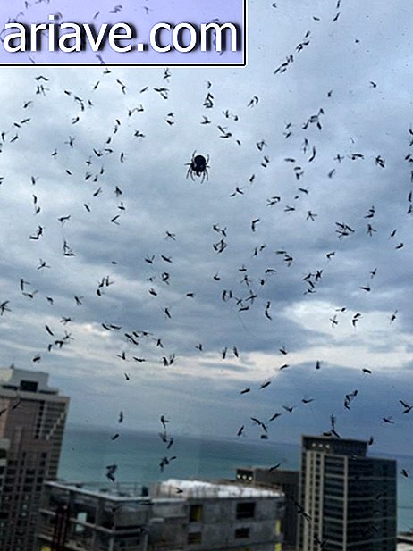Araña rodeada de mosquitos