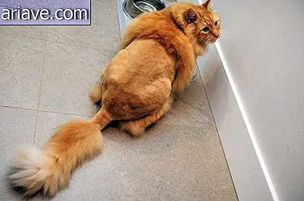 Katt klippet ut som løve