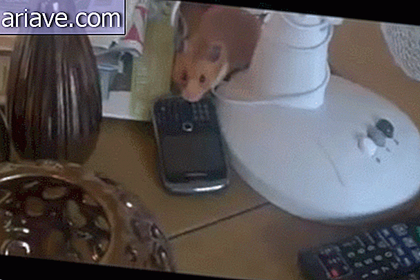 Ratón robando teléfono celular