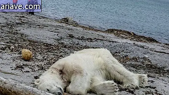 Uboju niedźwiedzia polarnego