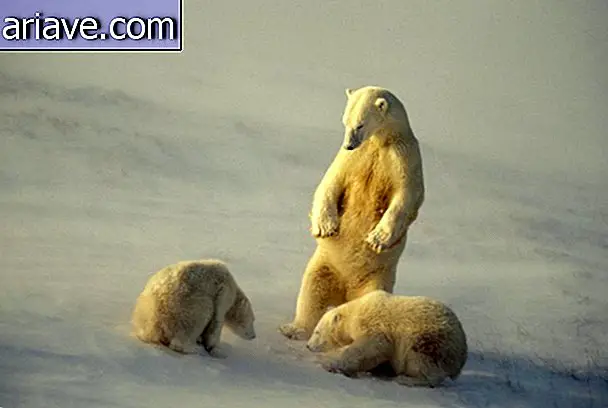 Niedźwiedź polarny z dwoma młodymi